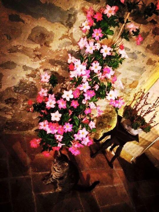 Podere La Fausta Serravalle Pistoiese المظهر الخارجي الصورة